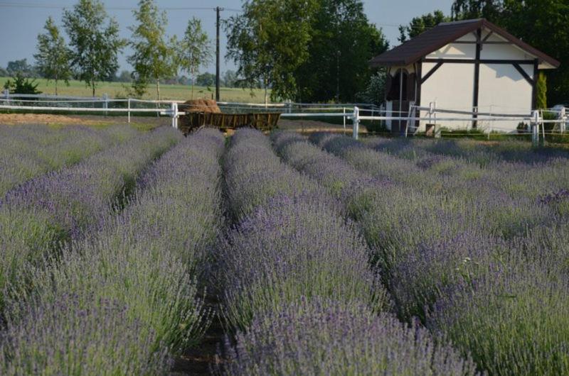 Zielone Zacisze Bed and Breakfast Murzynowo Kościelne Esterno foto